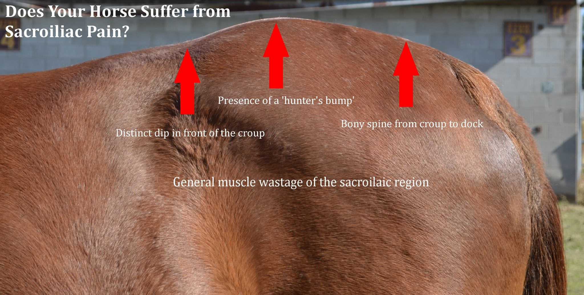 ANIMAL FEED SOLUTIONS SACROILIAC PAIN